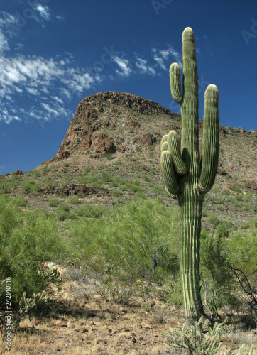 Saguaro Cactus - Arizona