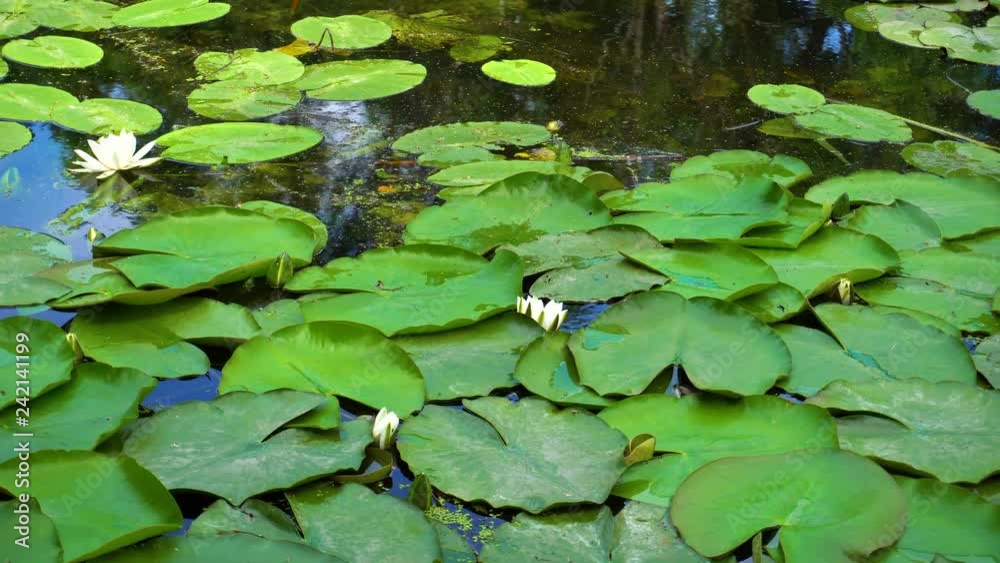 View of white lilies in river in summer day View of white lilies in river in summer day