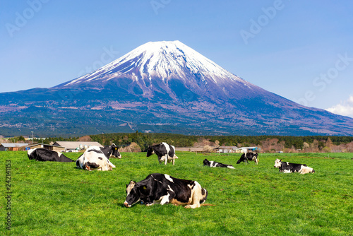 Fuji Mountain and Cow Farm at Asagiri Kogen, Fujinomiya, Shizuoka, Japan photo