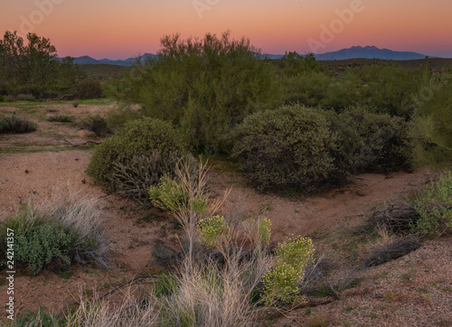 Desert landscape show a long and wide shot of a wilderness area near the McDowell Mountains in Scottsdale, Arizona. Low lying cactus bushes, orange desert dirt, tall saguaro and colorful sky show Ariz