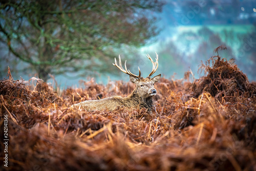 Red deer stag is resting in the grass at early morning in winter at Richmond Park, historical Royal park of England 