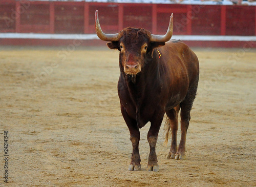 bull in spain