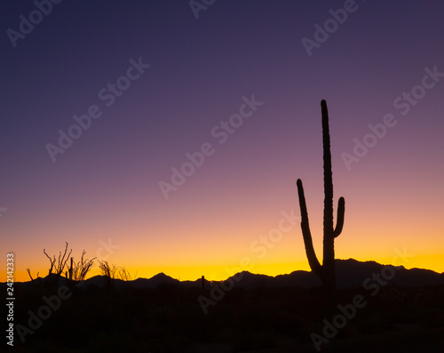 Arizona deserts are home to many different types of cacti. Silhouettes that show the different shapes of these Southwest USA beauties are pictured against setting sun backdrop in these nature photos  © Leslie Rogers Ross