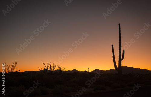 Arizona deserts are home to many different types of cacti. Silhouettes that show the different shapes of these Southwest USA beauties are pictured against setting sun backdrop in these nature photos 