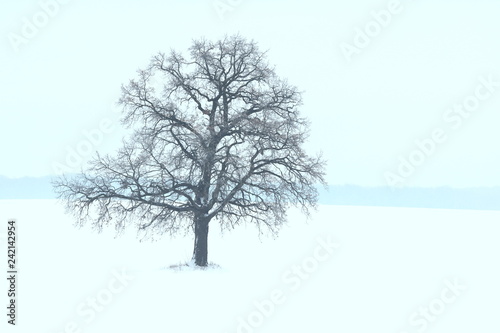 Fototapeta Naklejka Na Ścianę i Meble -  Lonely winter tree on white snow in cold weather