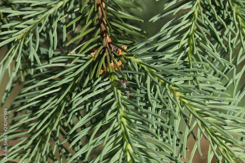 firtree branch
 photo