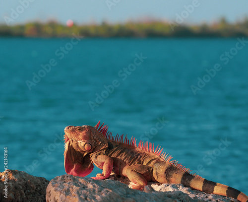 Portrait of Colorful Iguana laying on Rock