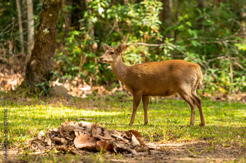 Hog deers freely live in a national park of northeast of Thailand