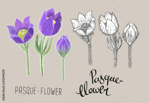 Hand drawn pasque flowers isolated on beige background. Botanical drawing of perennial poisonous flowering plant used in traditional medicine or phytotherapy. Colored realistic and black and white photo