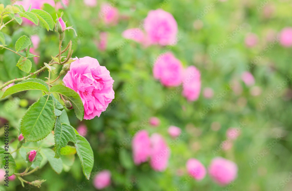 Fototapeta premium Rose Damascena fields. Dmasc rose. Selective focus, copy space, macro, close up. Bulgarian rose valley near Kazanlak. 