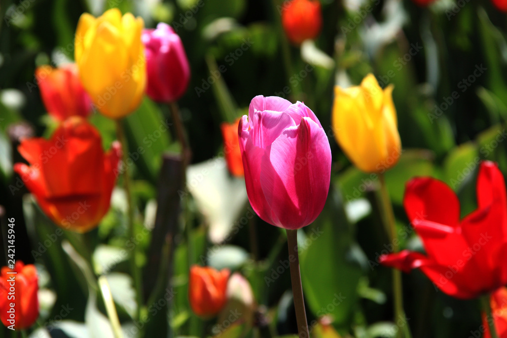 tulip flower, lale, krmz lale, red, red tulip tulip flower, lale, krmz lale, red, red tulip