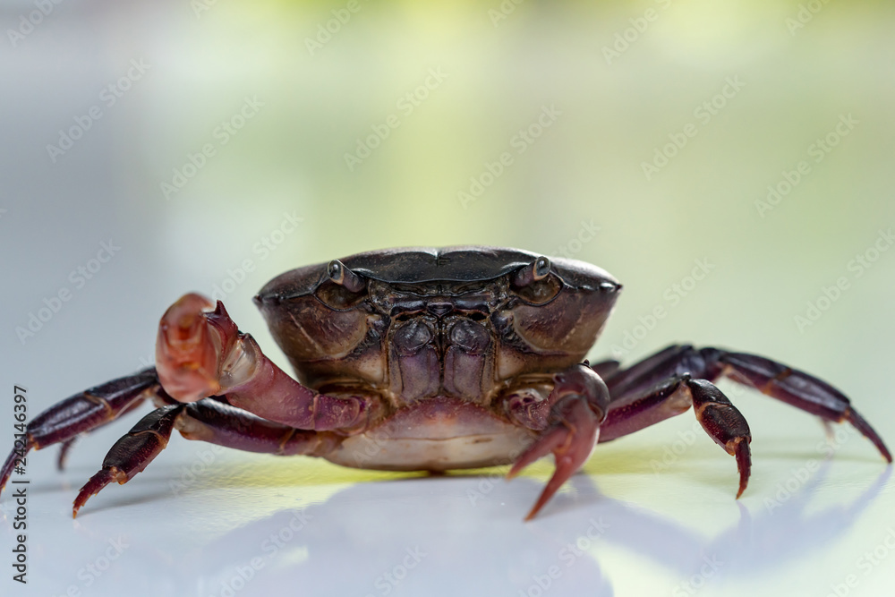 Crab (Field crab) Isolated on white background Crab (Field crab) Isolated on white background