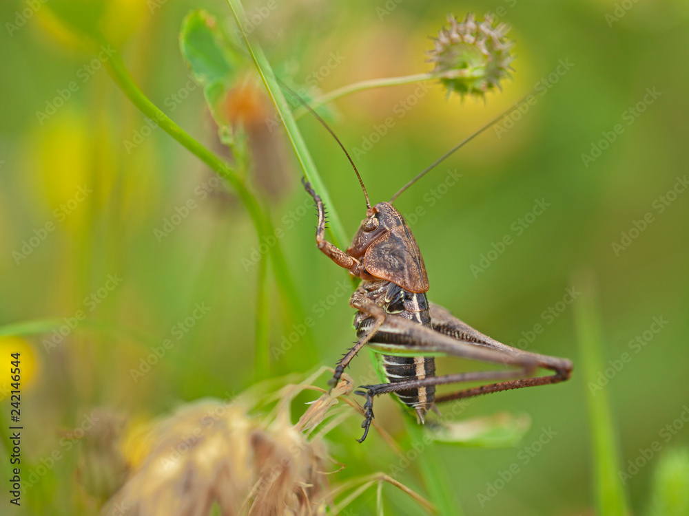 Sauterelle petite verte et marron. Criquet insecte volant accroché à la feuille fragile d