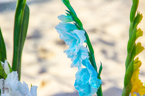 palm flower offered for iemanja, in Copacabana in Rio de Janeiro photo