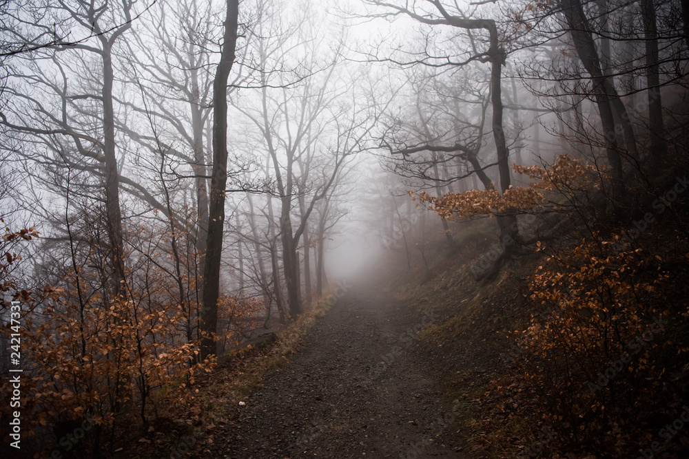 Fog in forest in Harz mountains germany Fog in forest in Harz mountains germany