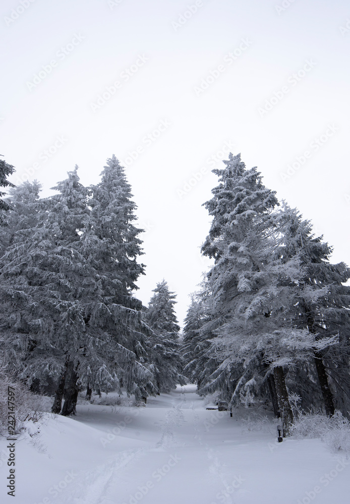 Cold winter morning in mountain forest with snow covered fir trees. Splendid outdoor scene of Stara Planina mountain in Bulgaria. Beauty of nature concept background landscape