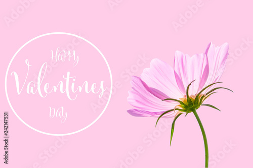 Valentines day background with cosmos flower isolated on pink background