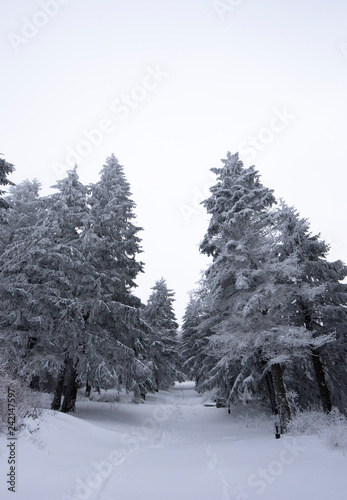 Cold winter morning in mountain forest with snow covered fir trees. Splendid outdoor scene of Stara Planina mountain in Bulgaria. Beauty of nature concept background landscape