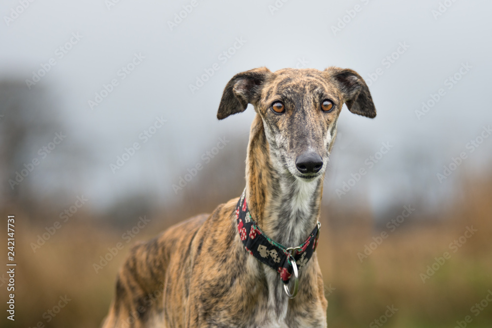 Portrait eines gestromten Galgo Espanol