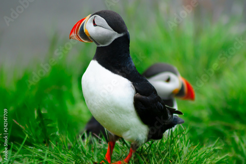 Puffins  the east fjords region © RnDmS