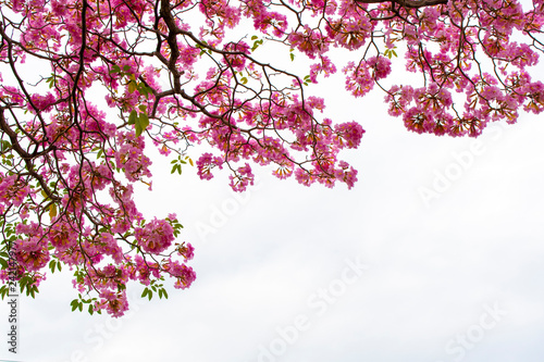 pink trumpet tree or Tabebuia impetiginosa isolated on white background, with clipping path for architecture photo