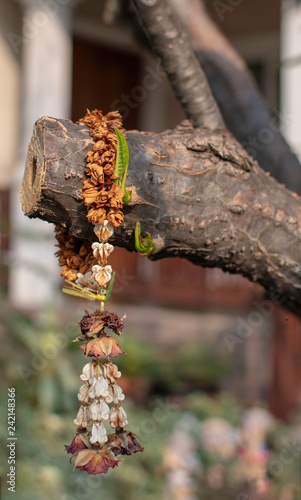 dried thai garland hang on the branch of the tree