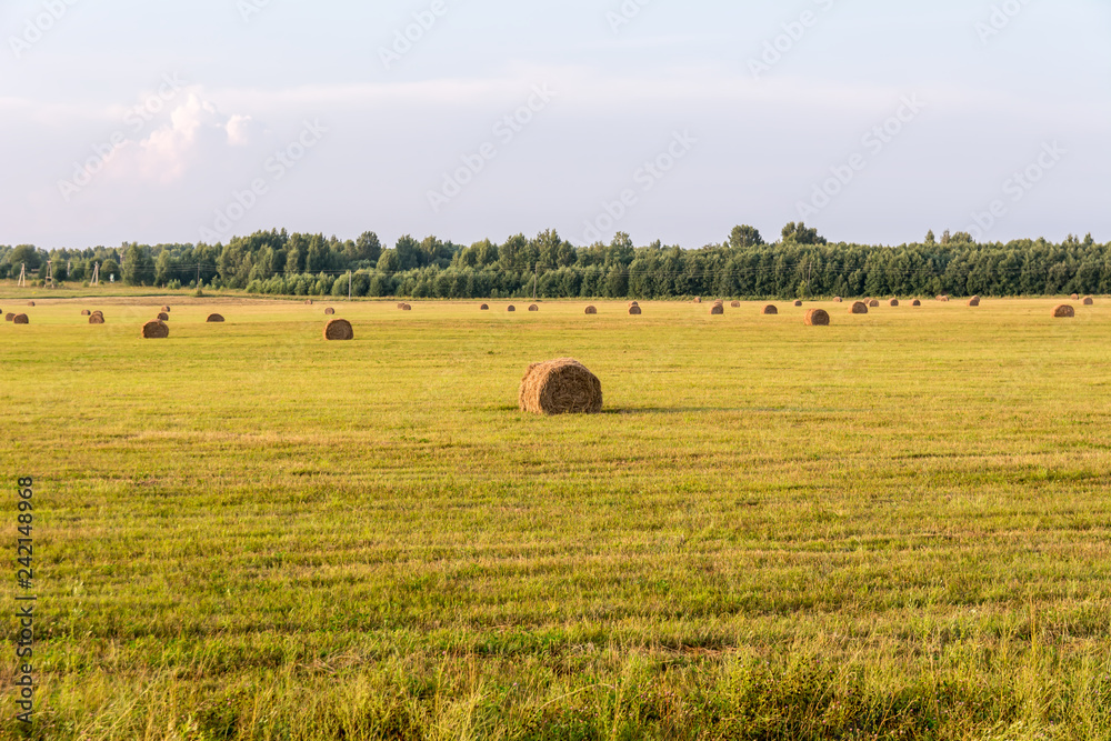 Fototapeta premium Hay rolls on a sloping field