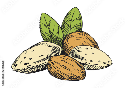 Almonds illustration. Colored version