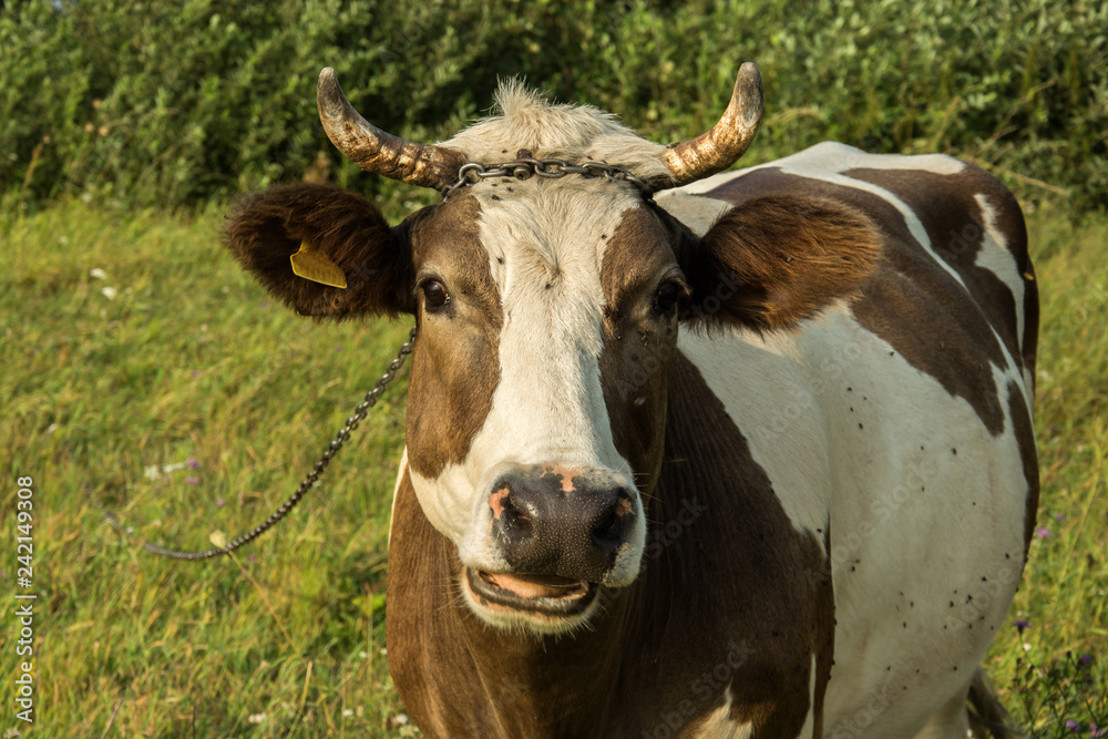 White-brown cow attached to a chain on a meadow White-brown cow attached to a chain on a meadow