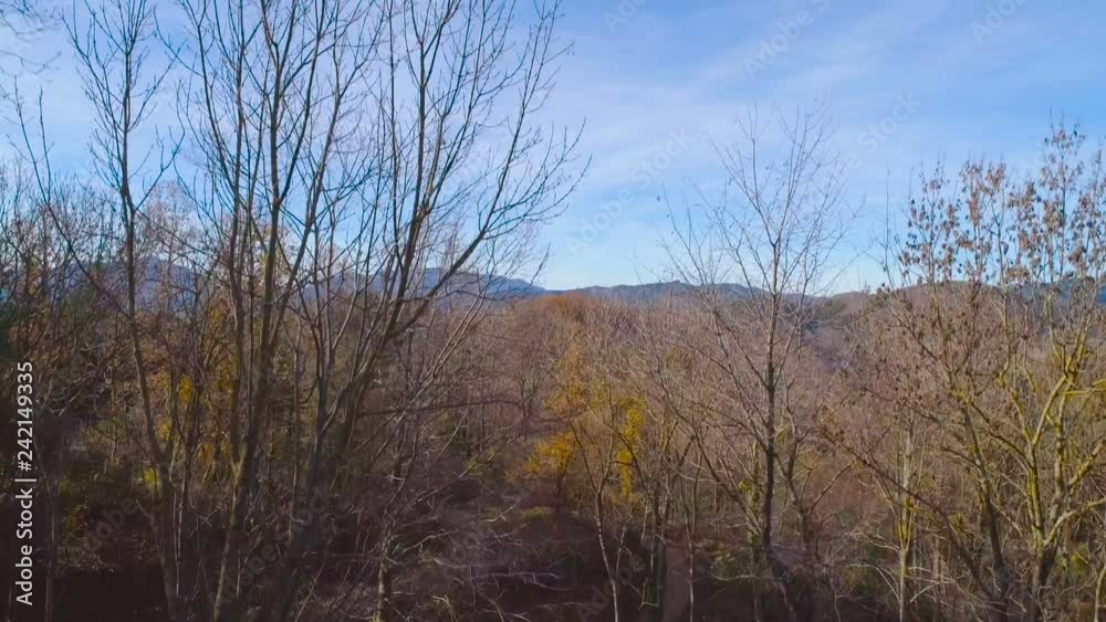 Aerial drone view flying up through the trees above narrow road in autumn magic atmospheric forest wood towards beautiful green fields, roads and mountains Aerial drone view flying up through the trees above narrow road in autumn magic atmospheric forest wood towards beautiful green fields, roads and mountains