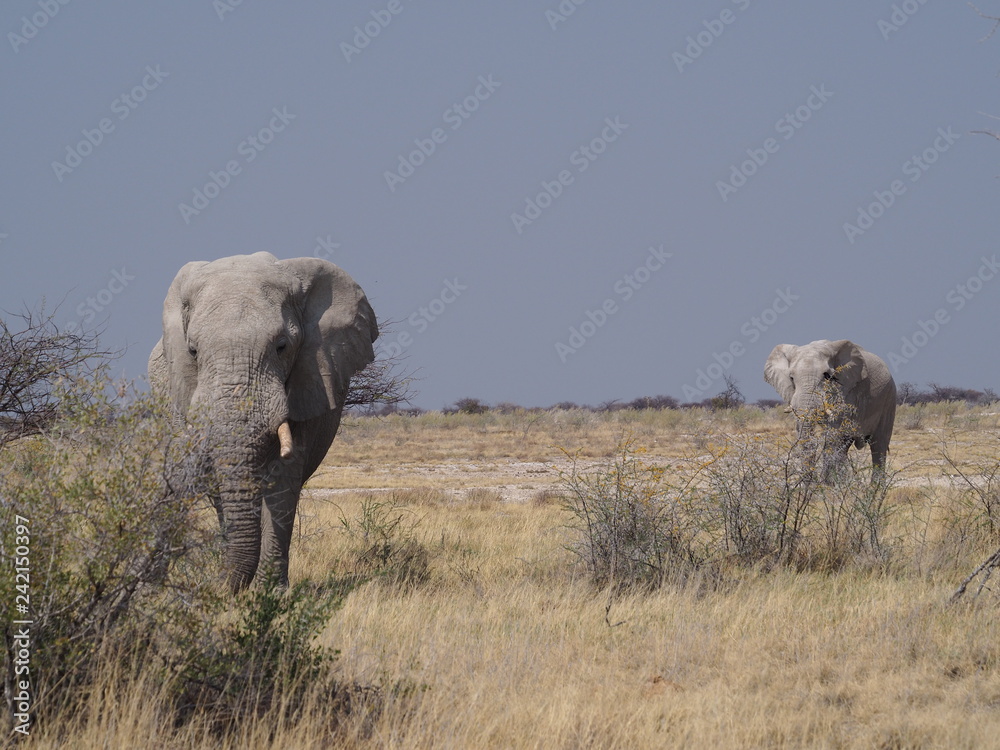Obraz premium Elephants in Etosha Namibia
