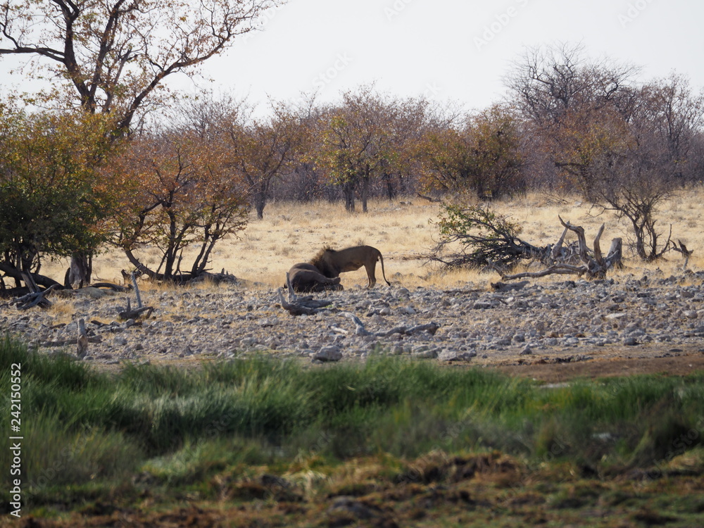 lion at etosha national park