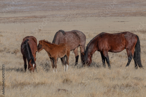 Wild horses in Winter in the Utah Desert