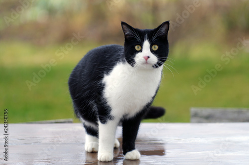 Fototapeta Naklejka Na Ścianę i Meble -  Portrait d'un jeune chat noir et blanc