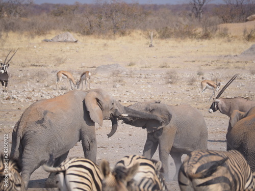 Etosha national park Animales