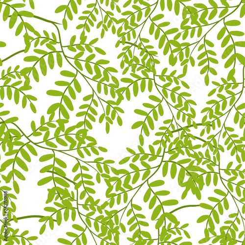 Seamless pattern with acacia leaves.