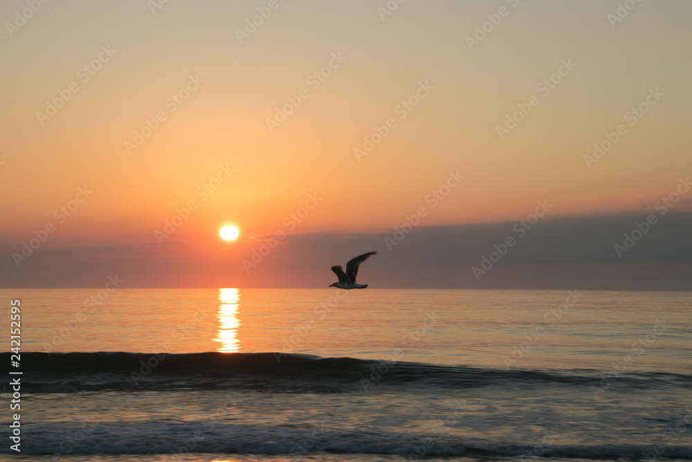 Ocean City, Md sunrise with bird