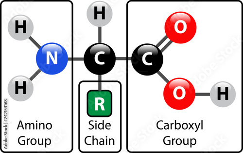Amino Acid Structure