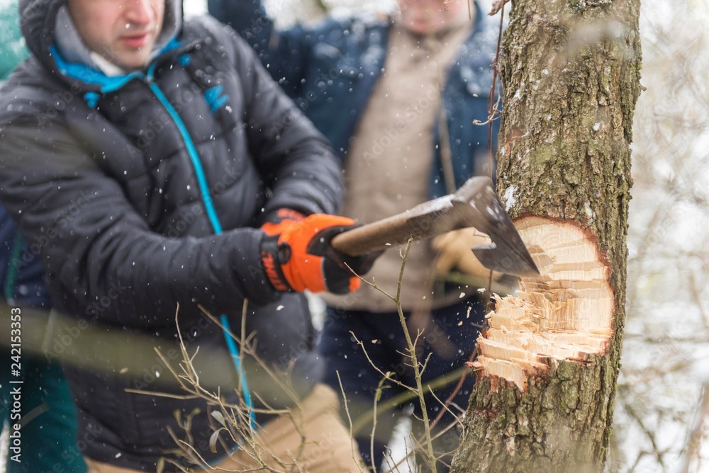 forester cutting yule log tree. axe in tree isolated. tree cutting.