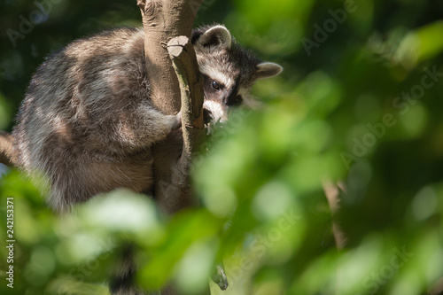 Waschbär