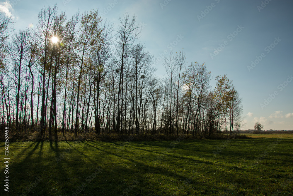 Shadows on green meadow, sun behind trees - autumnal view Shadows on green meadow, sun behind trees - autumnal view