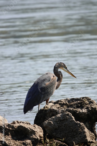 Blue Heron Hanging out on the Shore © Aaron