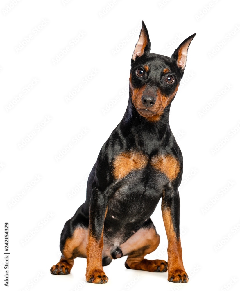 Zwergpinscher Dog Isolated on White Background in studio Zwergpinscher Dog Isolated on White Background in studio