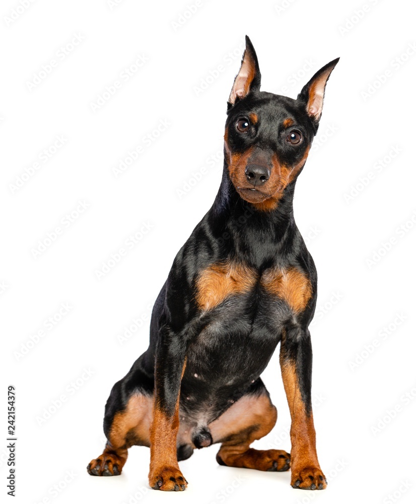 Zwergpinscher Dog  Isolated  on White Background in studio