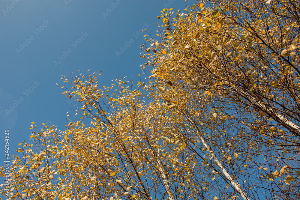 Fototapeta premium Birch trees with yellow leaves and blue sky