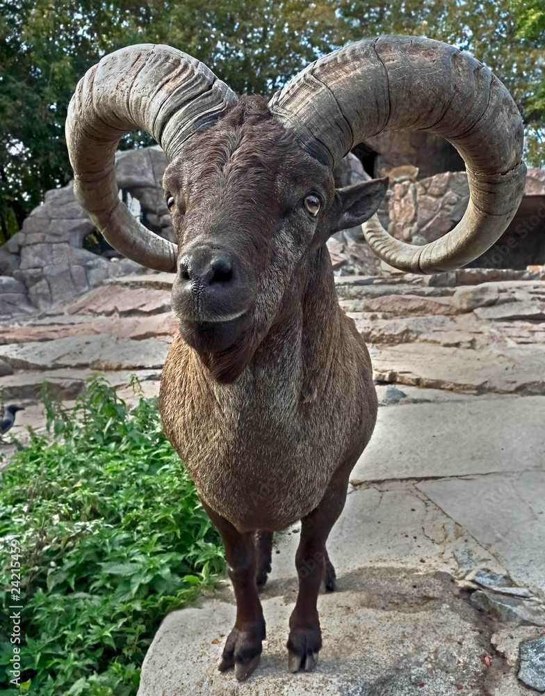 East caucasian tur male. Latin name - Capra cylindricornis East caucasian tur male. Latin name - Capra cylindricornis