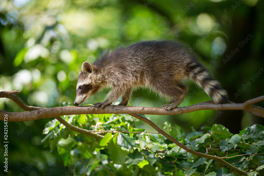 Obraz premium Waschbär
