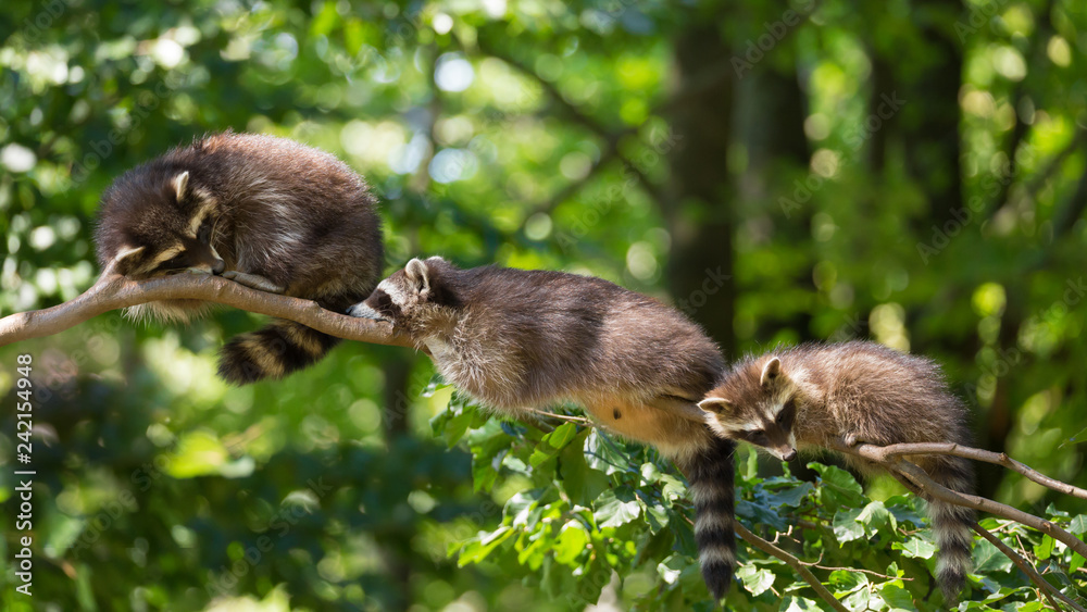 Fototapeta premium Waschbär