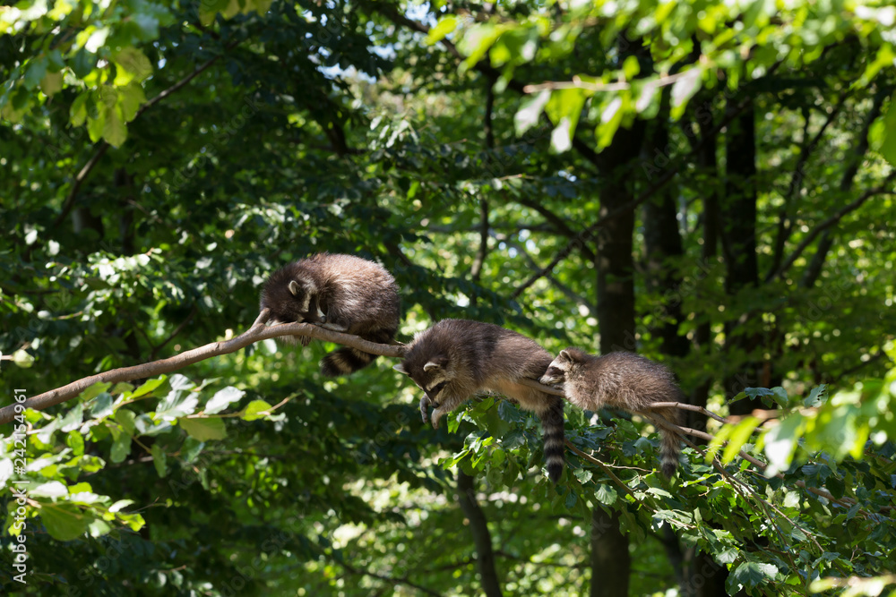 Waschbär Waschbär