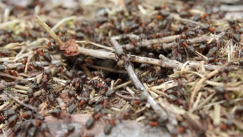 Ants in an anthill Ants in an anthill